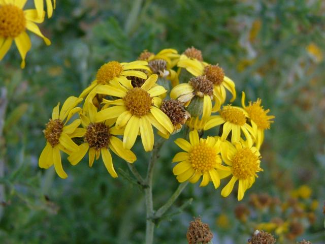Senecio x albescens cinerea x jacobaea Asteraceae Images